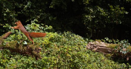Foto de Ardilla roja, Sciurus vulgaris, Adulto saltando sobre un tronco de árbol, Normandía en Francia - Imagen libre de derechos