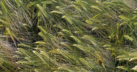 Téléchargez les photos : Vent dans un champ de blé barbu, triticum sp., Normandie en France - en image libre de droit