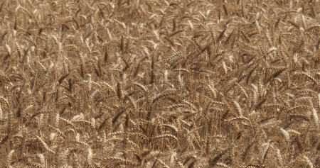 Photo for Wheat field, triticum sp., Normandy in France - Royalty Free Image