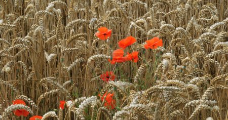 Photo for Poppies in a Wheat Field, papaver rhoeas, in bloom, Normandy in France - Royalty Free Image