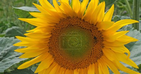 Foto de Sunflower Field, helianthus sp, Normandía en Francia - Imagen libre de derechos