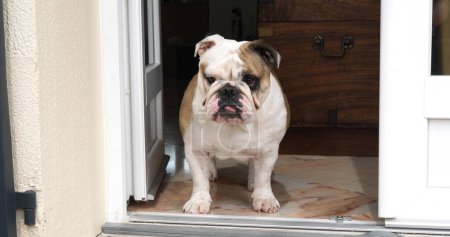 Téléchargez les photos : Bulldog anglais, Femme en attente à la porte de la maison, Normandie - en image libre de droit