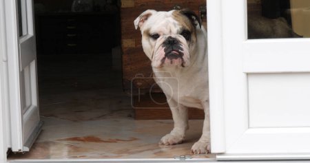 Foto de Bulldog inglés, Mujer esperando en la puerta de la casa, Normandía - Imagen libre de derechos