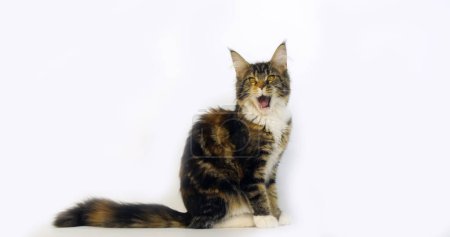 Photo for Brown Tortie Blotched Tabby and White Maine Coon Domestic Cat, Female Meowing, sitting against White Background, Normandy in France - Royalty Free Image