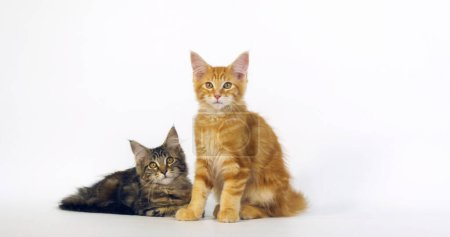 Téléchargez les photos : Tortie brune tache Tabby et crème tache Tabby Maine Coon chat domestique, chatons sur fond blanc, Normandie en France - en image libre de droit