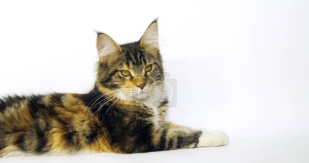 Photo for Brown Tortie Blotched Tabby and White Maine Coon Domestic Cat, Female laying against White Background, Normandy in France - Royalty Free Image