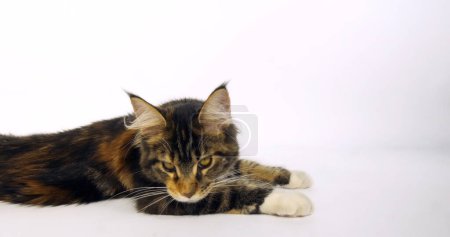 Téléchargez les photos : Tortie brune tachetée Tabby et chat domestique Maine Coon blanc, femelle sur fond blanc, Normandie en France - en image libre de droit