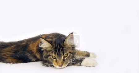 Téléchargez les photos : Tortie brune tachetée Tabby et chat domestique Maine Coon blanc, femelle sur fond blanc, Normandie en France - en image libre de droit