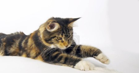 Photo for Brown Tortie Blotched Tabby and White Maine Coon Domestic Cat, Female against White Background, Normandy in France - Royalty Free Image