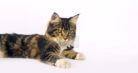 Photo for Brown Tortie Blotched Tabby and White Maine Coon Domestic Cat, Female against White Background, Normandy in France - Royalty Free Image