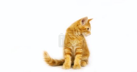 Photo for Cream Blotched Tabby Maine Coon, Domestic Cat, Kitten against White Background, Normandy in France - Royalty Free Image