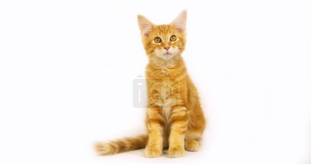 Photo for Cream Blotched Tabby Maine Coon, Domestic Cat, Kitten against White Background, Normandy in France - Royalty Free Image