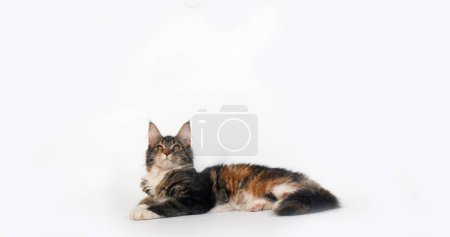 Photo for Brown Tortie Blotched Tabby and White Maine Coon Domestic Cat, Female playing against White Background, Normandy in France - Royalty Free Image