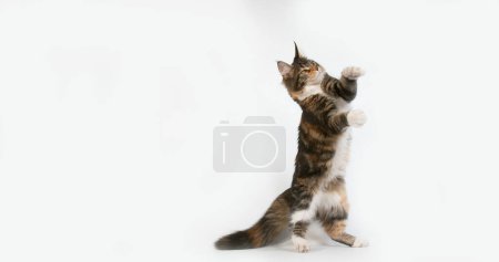 Photo for Brown Tortie Blotched Tabby and White Maine Coon Domestic Cat, Female playing against White Background, Normandy in France - Royalty Free Image