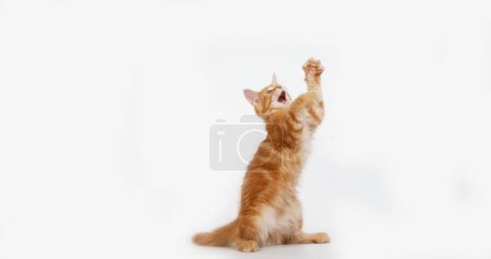 Photo for Cream Blotched Tabby Maine Coon, Domestic Cat, Kitten playing against White Background, Normandy in France - Royalty Free Image