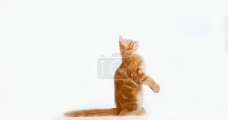 Téléchargez les photos : Cream Blotched Tabby Maine Coon, Chat domestique, chaton jouant sur fond blanc, Normandie en France - en image libre de droit