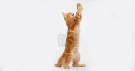 Téléchargez les photos : Cream Blotched Tabby Maine Coon, Chat domestique, chaton jouant sur fond blanc, Normandie en France - en image libre de droit