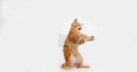 Photo for Cream Blotched Tabby Maine Coon, Domestic Cat, Kitten playing against White Background, Normandy in France - Royalty Free Image