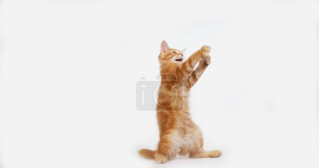 Creme Blotched Tabby Maine Coon, Hauskatze, Kätzchen spielt vor weißem Hintergrund, Normandie in Frankreich
