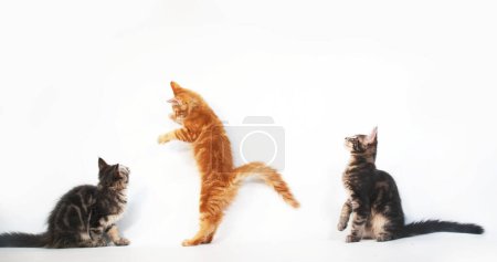 Photo for Cream Blotched Tabby and Blue Blotched Tabby Maine Coon, Domestic Cat, Kittens playing against White Background, Normandy in France - Royalty Free Image