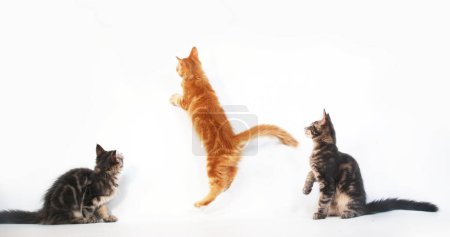 Photo for Cream Blotched Tabby and Blue Blotched Tabby Maine Coon, Domestic Cat, Kittens playing against White Background, Normandy in France - Royalty Free Image