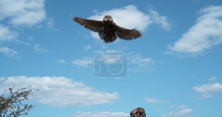 Photo for Eurasian Tawny Owl, strix aluco, Adult in Flight, Taking off from Tree trunk, Normandy in France - Royalty Free Image