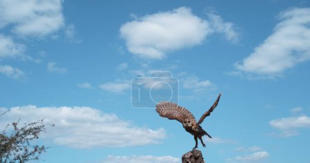 Photo for Eurasian Tawny Owl, strix aluco, Adult in Flight, Taking off from Tree trunk, Normandy in France - Royalty Free Image