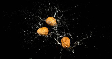 Photo for Walnut, juglans regia, Fruits falling into Water against Black Background - Royalty Free Image