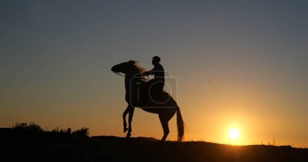 Téléchargez les photos : Un homme sur son cheval camarguais qui frappe au lever du soleil, Manadier aux Saintes Maries de la Mer en Camargue, dans le sud de la France, cow boy - en image libre de droit