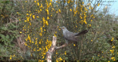Photo for Common Cuckoo, cuculus canorus, Adult in Flight, Normandy in France - Royalty Free Image