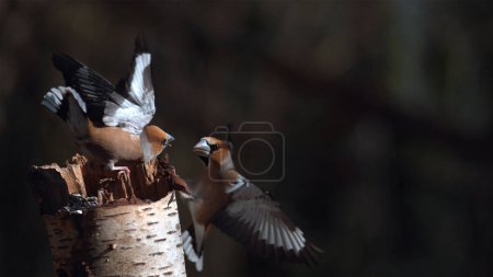 Photo for Hawfinch, coccothraustes coccothraustes, Fight between two Birds, Adult in Flight, Normandy in France - Royalty Free Image