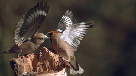 Téléchargez les photos : Hawfinch, coccothraustes coccothraustes, Lutte entre deux oiseaux, Adulte en vol, Normandie en France - en image libre de droit