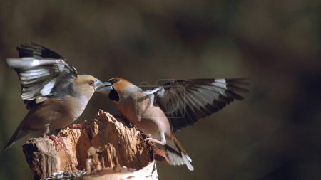 Foto de Jilguero, coccothraustes coccothraustes, Lucha entre dos pájaros, Adulto en vuelo, Normandía en Francia - Imagen libre de derechos