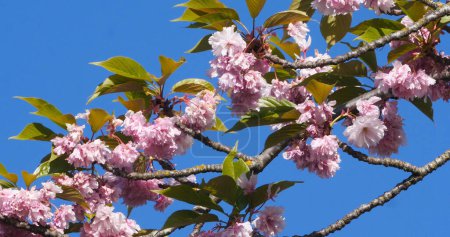 Foto de Cereza Japonesa, Prunus serrulata, Árbol Floreciente, Rama contra Cielo Azul, Normandía en Francia - Imagen libre de derechos