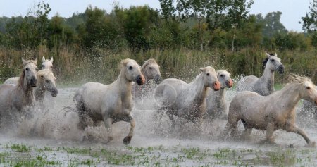 Photo for Camargue Horse, Herd trotting or galloping through Swamp, Saintes Marie de la Mer in Camargue, in the South of France - Royalty Free Image