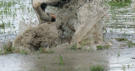 Téléchargez les photos : Cheval Camargue ou Camarguais, Cheval dans les marais Grattant le sol avec son sabot en signe d'impatience, Les Saintes Maries de la Mer en Camargue, dans le sud de la France - en image libre de droit