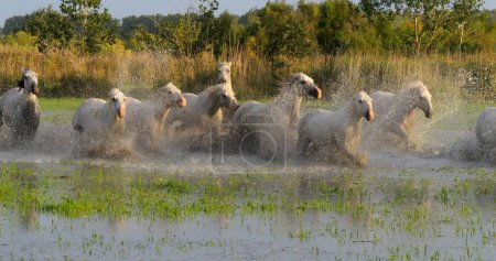Photo for Camargue Horse, Herd trotting or galloping through Swamp, Saintes Marie de la Mer in Camargue, in the South of France - Royalty Free Image