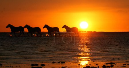 Photo for Camargue Horse, Herd trotting or galloping in Ocean at Sunrise, Saintes Marie de la Mer in Camargue, in the South of France - Royalty Free Image