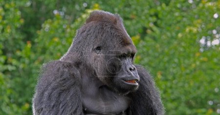 Foto de Gorilas orientales, gorilas graueri, Retrato de Hombre - Imagen libre de derechos