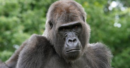 Téléchargez les photos : Gorille des basses terres de l'Est, gorille gorille graueri, Portrait de femelle - en image libre de droit