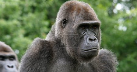 Foto de Gorilas orientales, gorilas graueri, Retrato de la hembra - Imagen libre de derechos