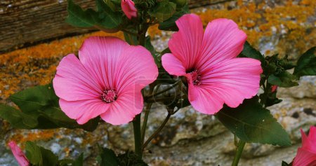Photo for Tree Mallow, lavatera sp., Normandy in France. - Royalty Free Image
