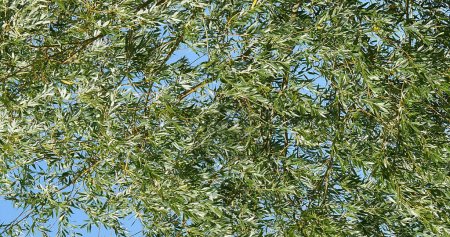 Pollard Weide, Salix alba, Wind in den Blättern, Normandie in Frankreich