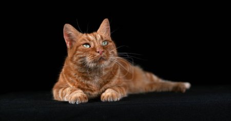 Téléchargez les photos : Tabby rouge chat domestique, adulte allongé sur fond noir - en image libre de droit