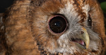 Photo for Eurasian Tawny Owl, strix aluco, Portrait of Adult, Normandy - Royalty Free Image