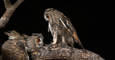 Photo for Long Eared Owl, asio otus, Adults, Pair, Normandy in France - Royalty Free Image
