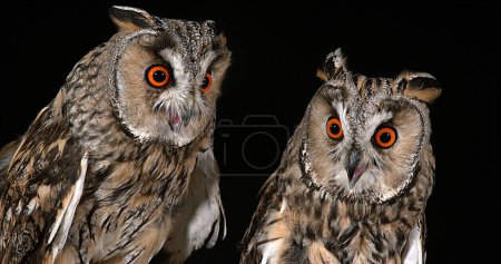 Photo for Long Eared Owl, asio otus, Portrait of Adults, Normandy in France - Royalty Free Image
