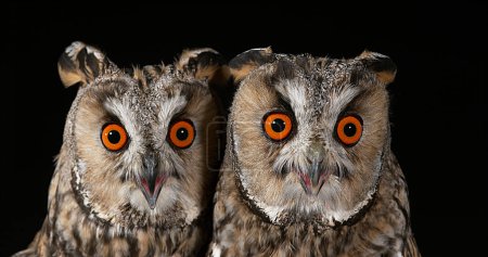 Photo for Long Eared Owl, asio otus, Portrait of Adults, Normandy in France - Royalty Free Image