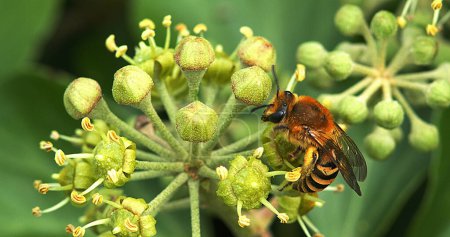 Photo for European Honey Bee, apis mellifera, Adult gathering pollen on Ivy's Flower, hedera helix, Normandy - Royalty Free Image