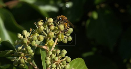 Photo for European Honey Bee, apis mellifera, Adult gathering pollen on Ivy's Flower, hedera helix, Normandy - Royalty Free Image